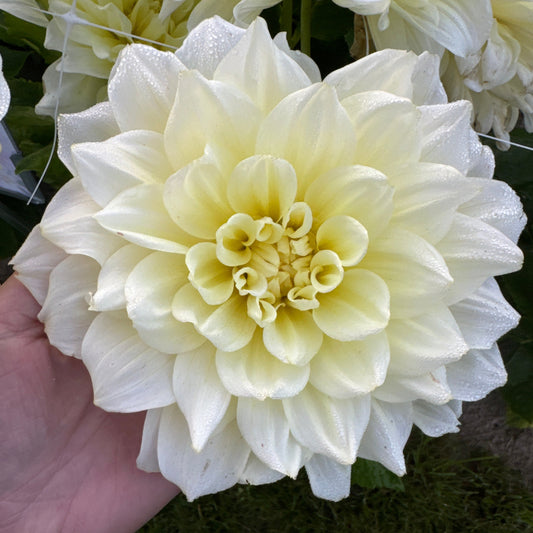 Dahlia Ice Breaker