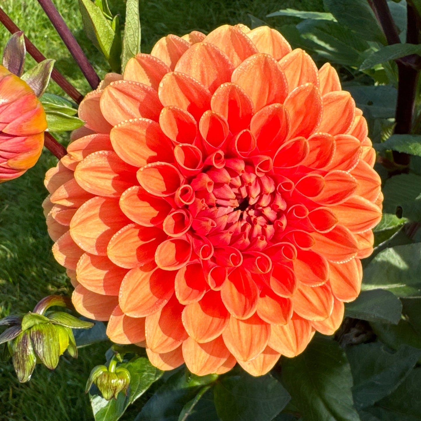 Dahlia Portofino Nyhet!