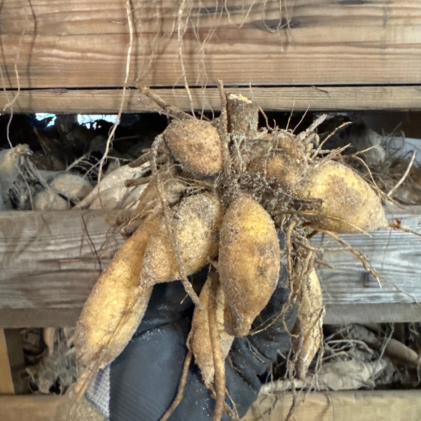 Dahlia La Belle Epoque Exclusive!