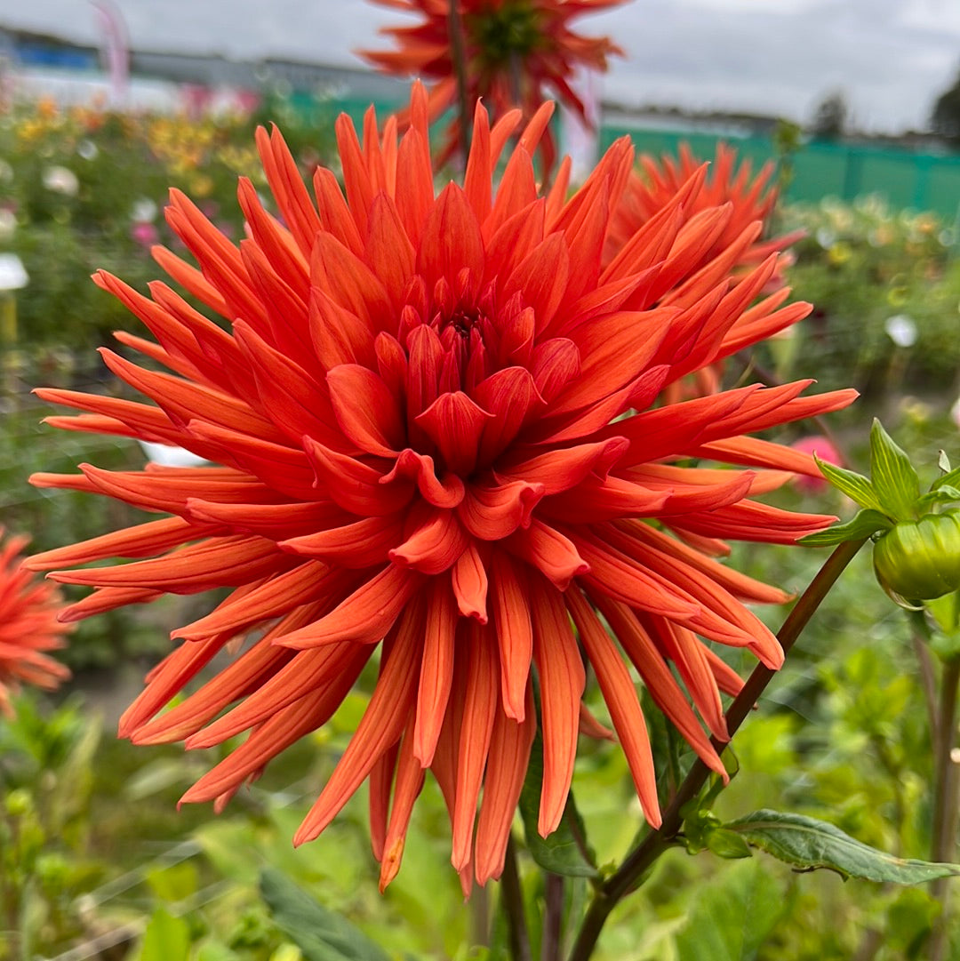 Dahlia Autumn Orange
