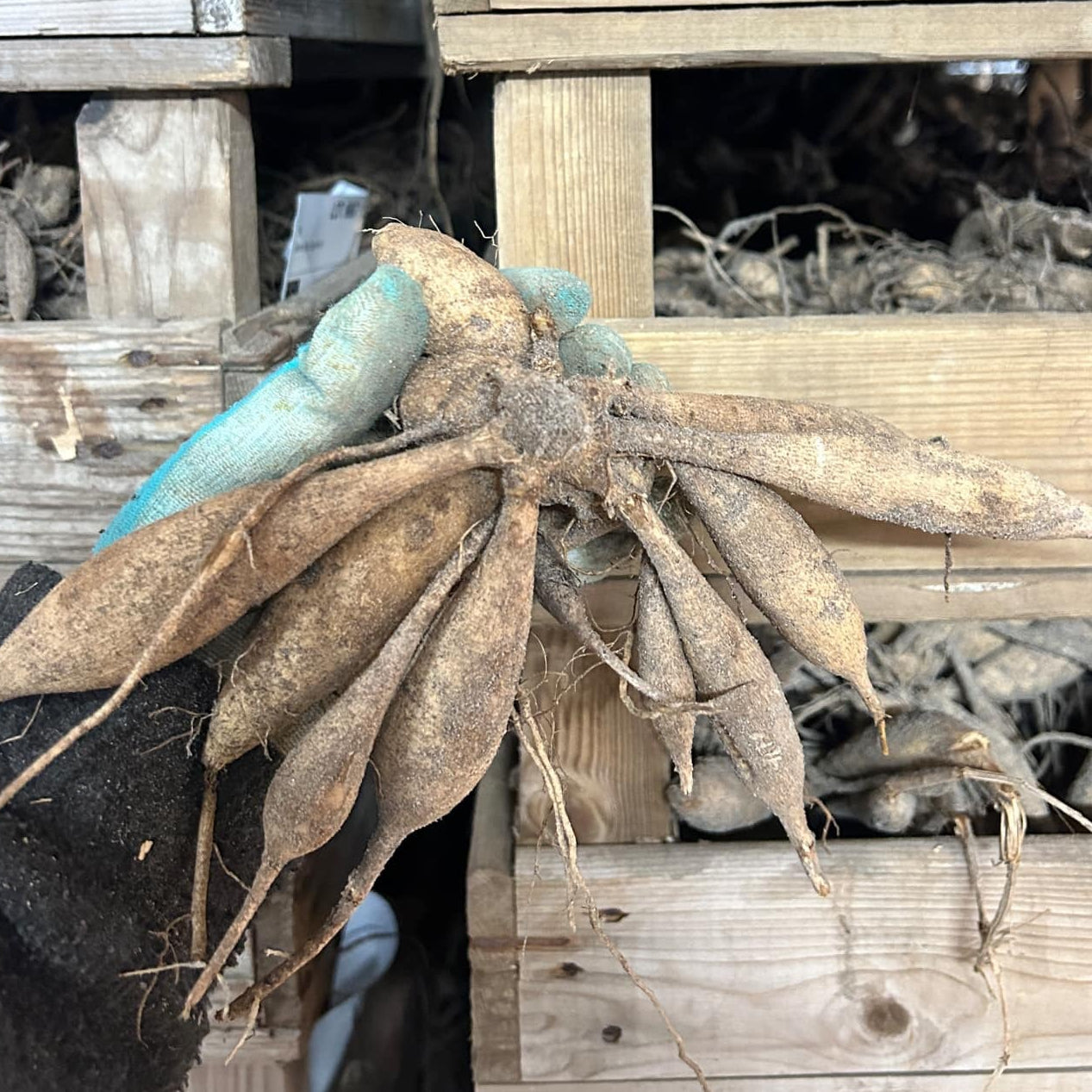 Dahlia Apricot Desirée