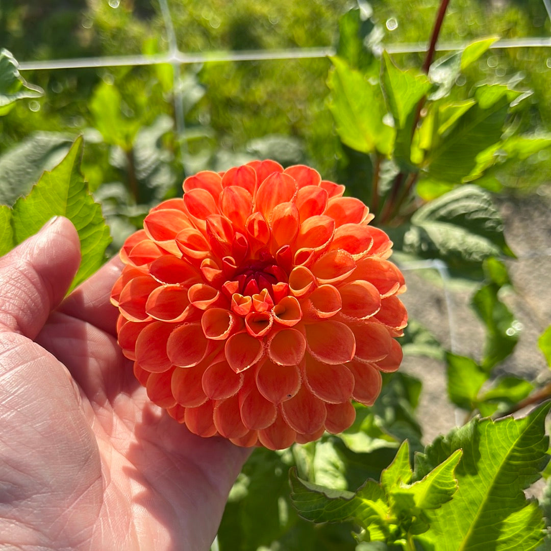 Dahlia Jowey Chantal