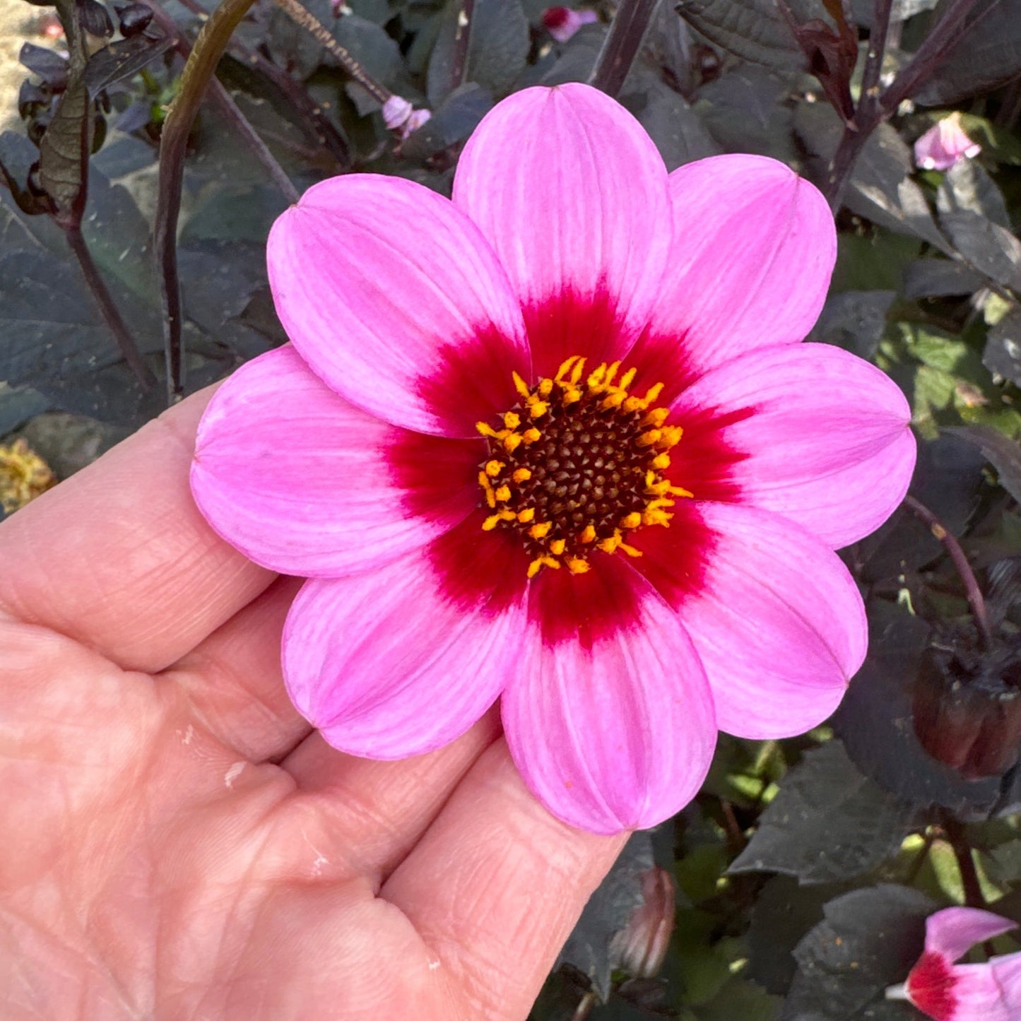 Dahlia HS Wink Nyhet!