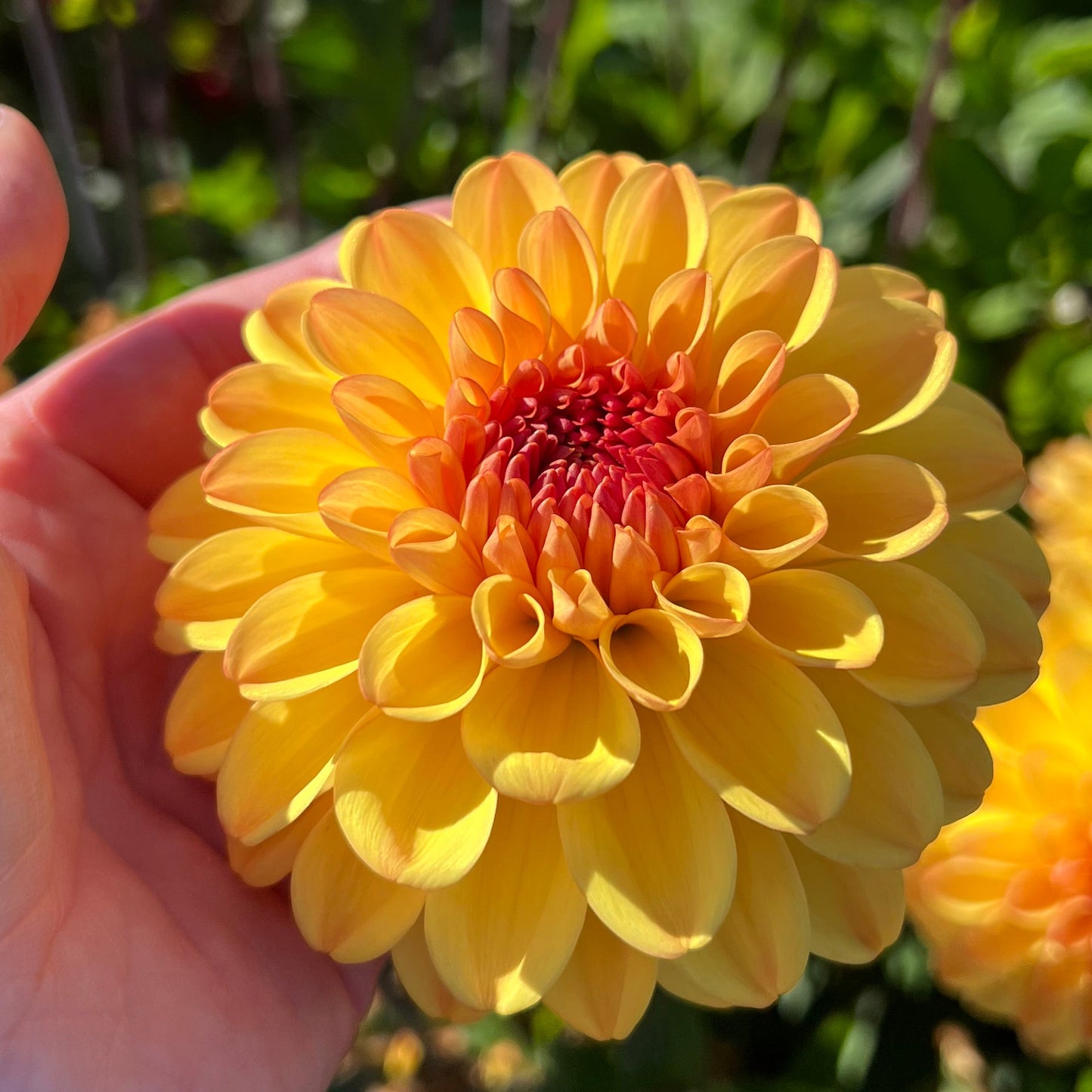 Dahlia Cloudberry sun LB-034