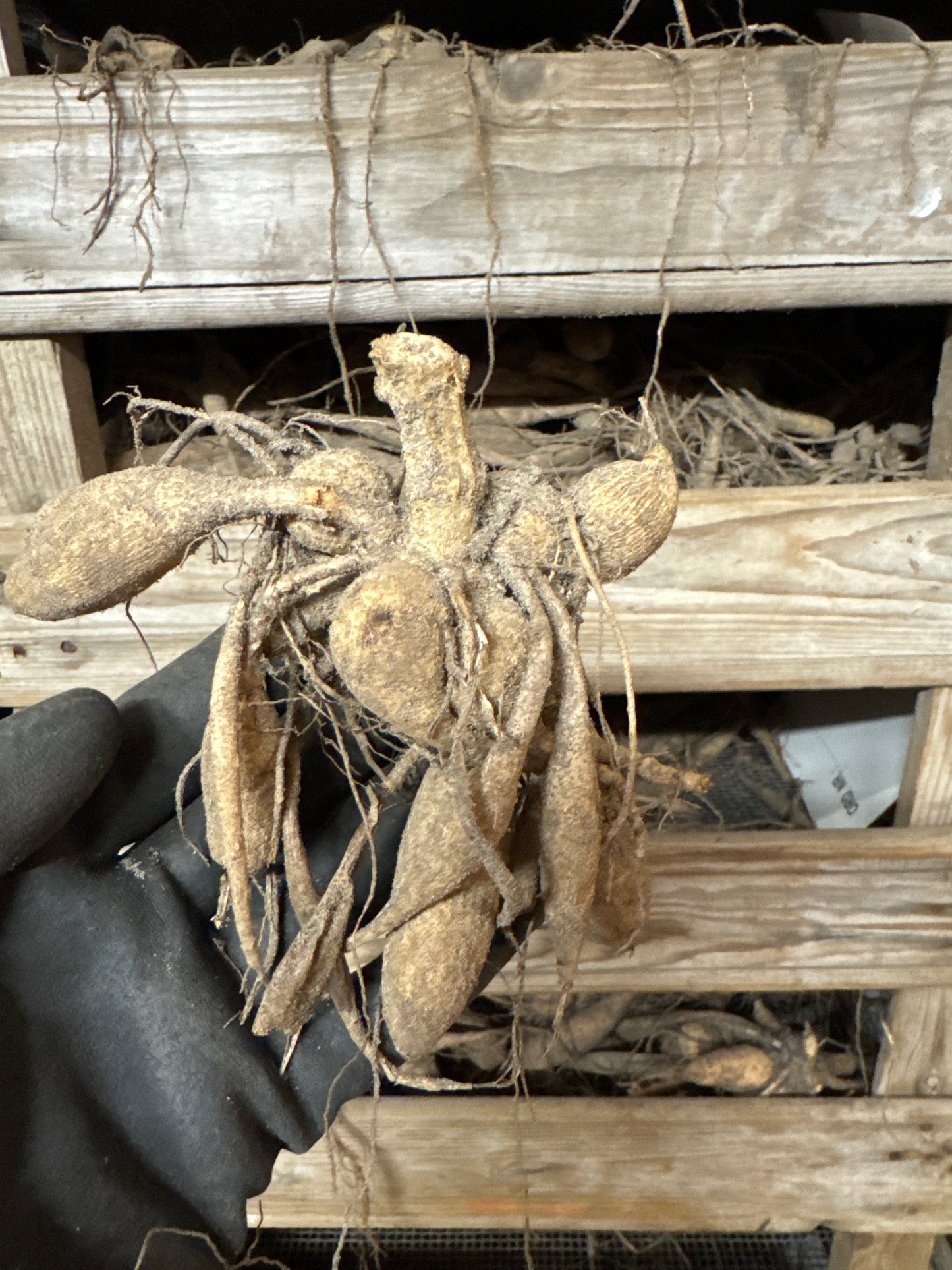 Dahlia Honka Fragile