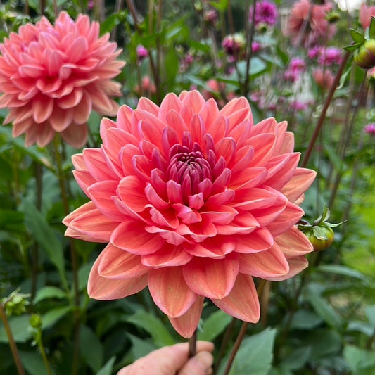 Dahlia Dutch Pearl