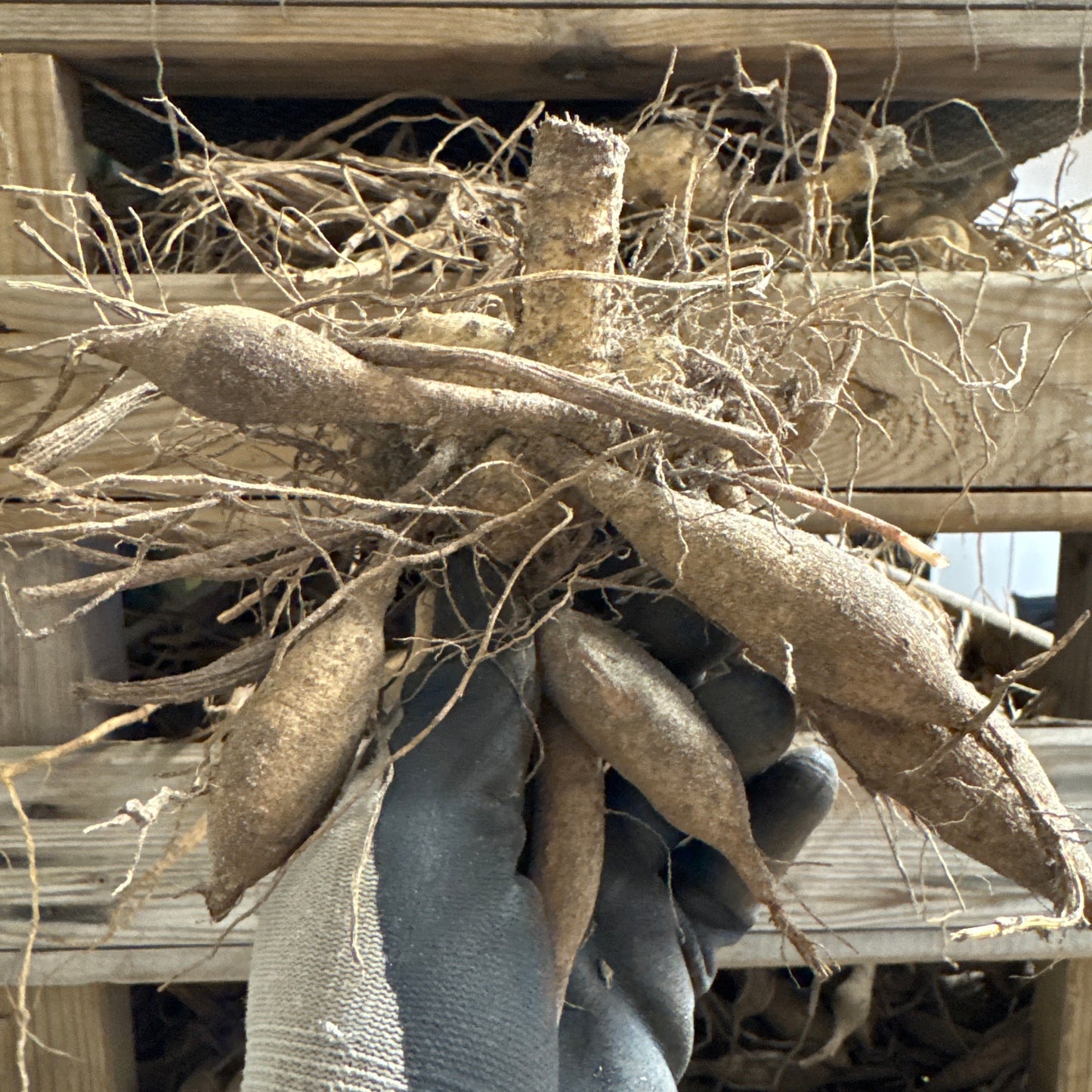 Dahlia Labyrinth Twotone