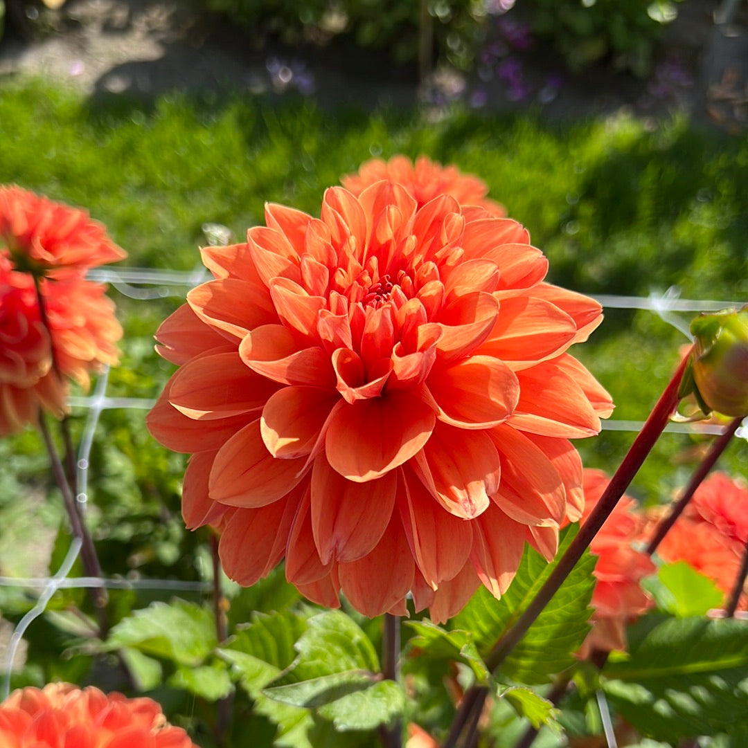 Dahlia Royal King