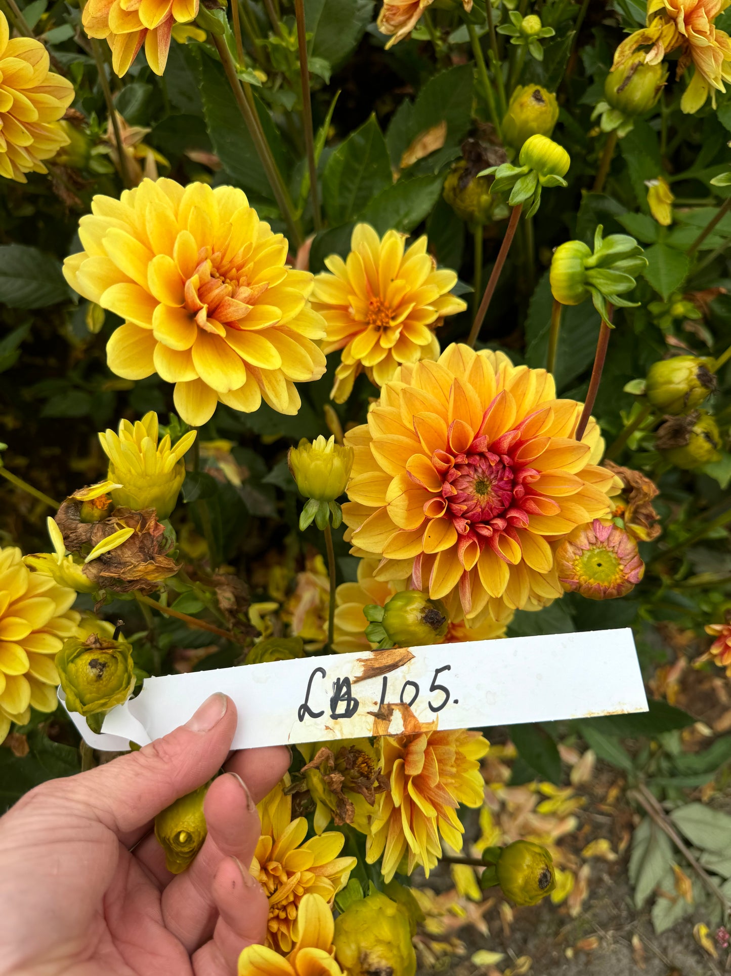 Dahlia LB-105 Banana Team