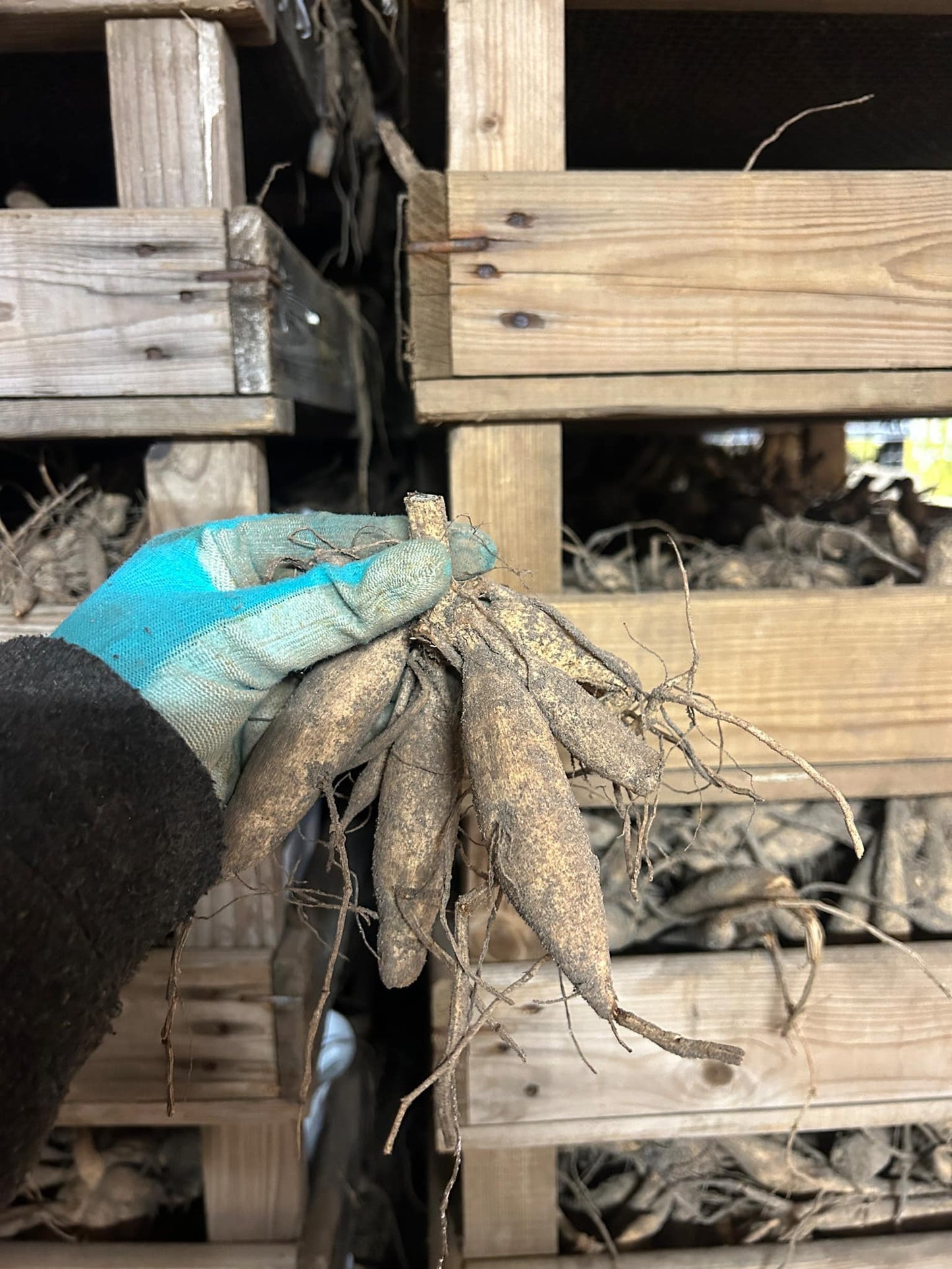 Dahlia Belfloor (Ariko)