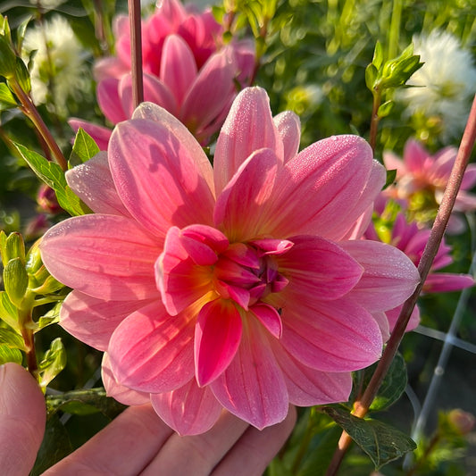 Dahlia Twiggy Nyhet!