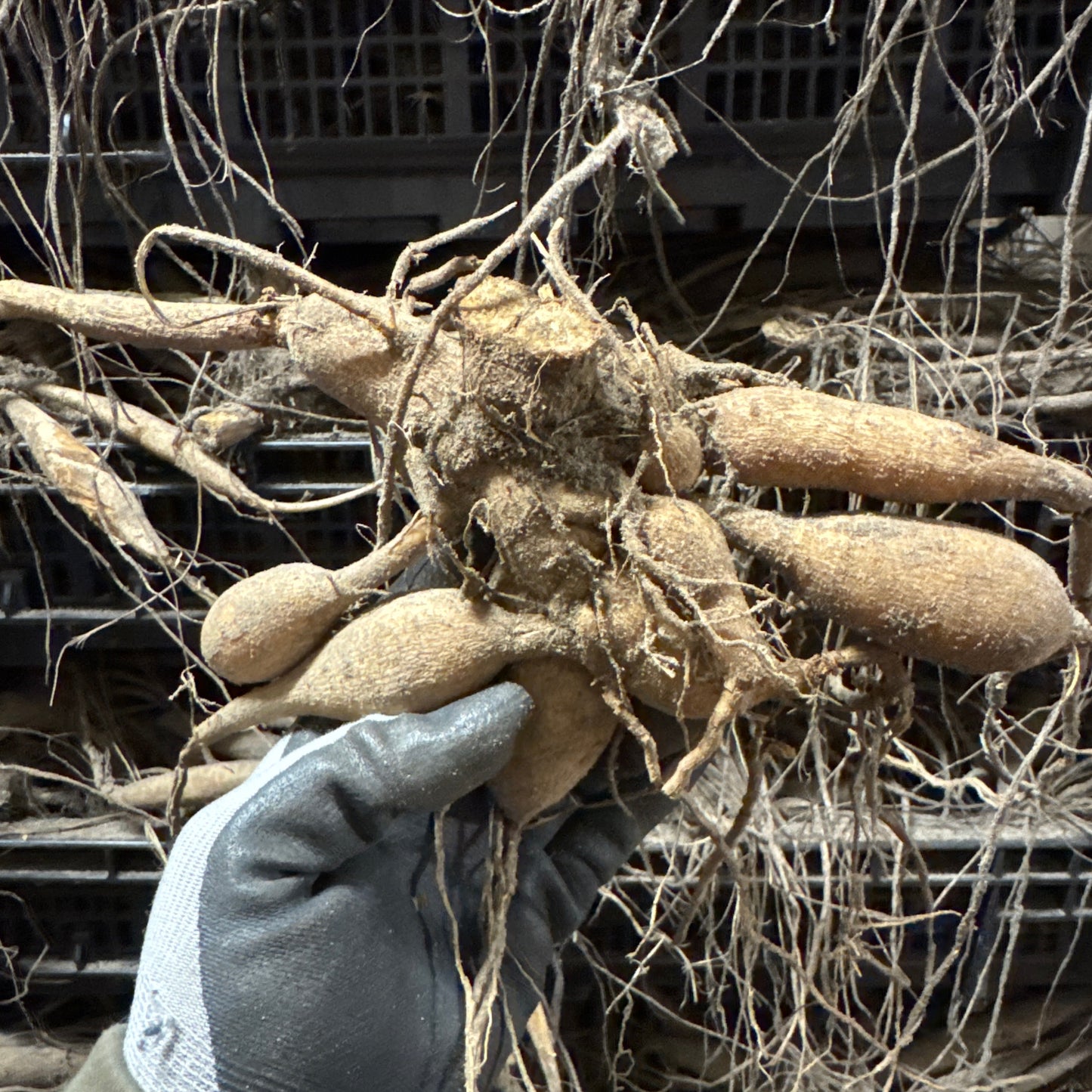 Dahlia Aladdin's Lamp Nyhet!