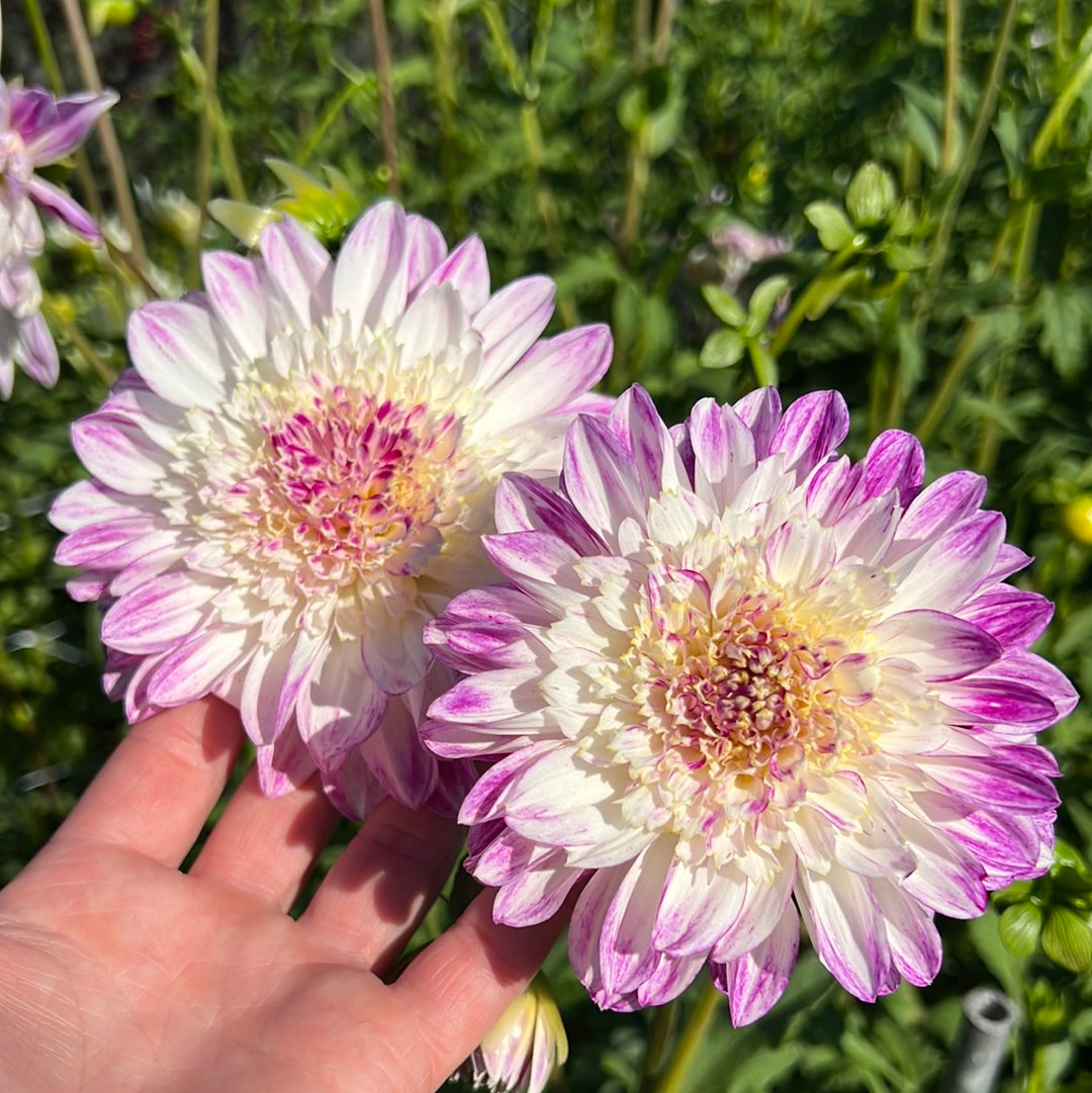 Dahlia Que Sera