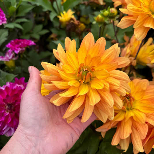 Dahlia Honey Pots LB-140