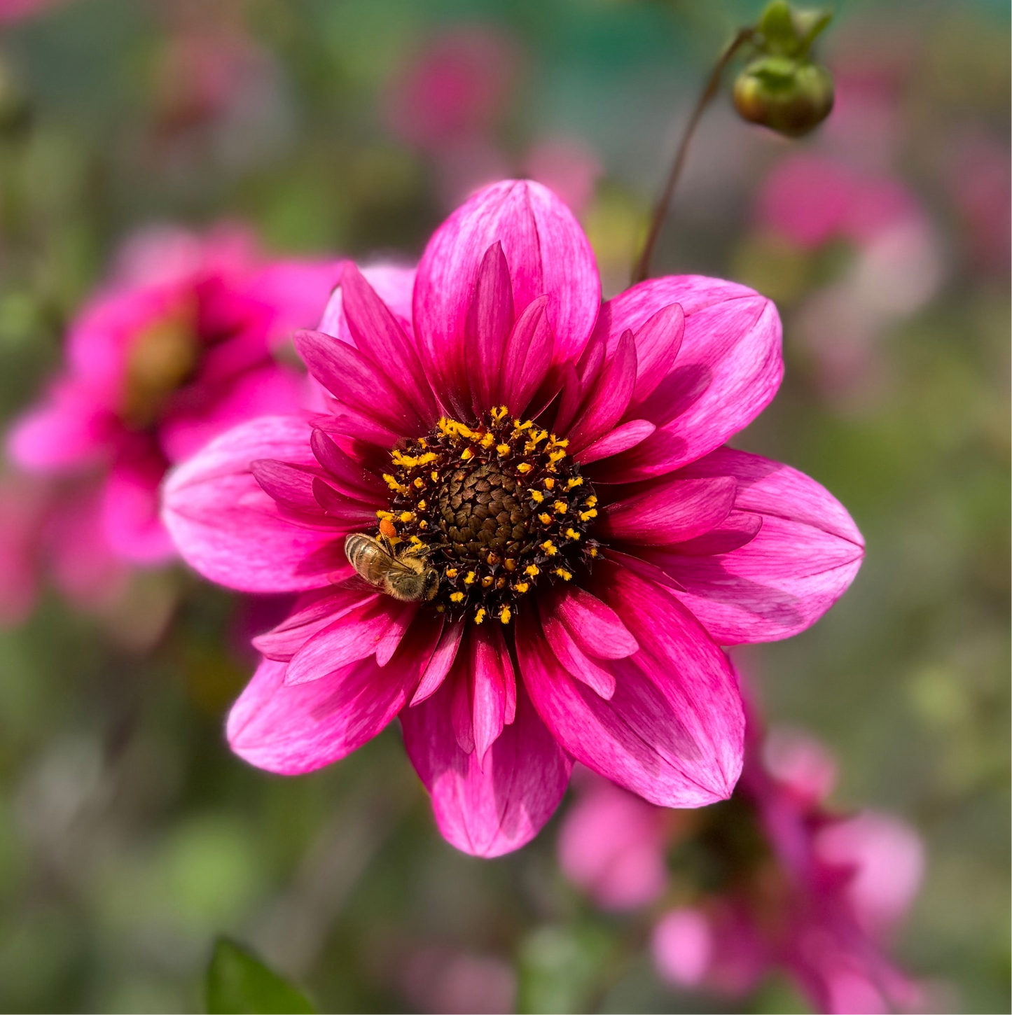 Dahlia Skyfall
