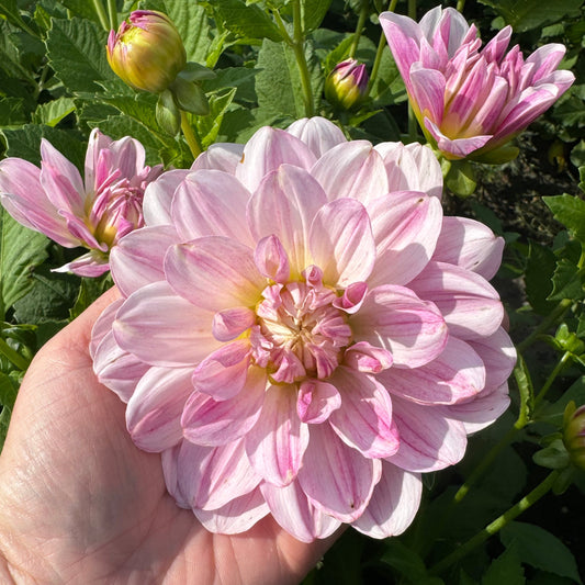Dahlia Linns Lullaby LB-126