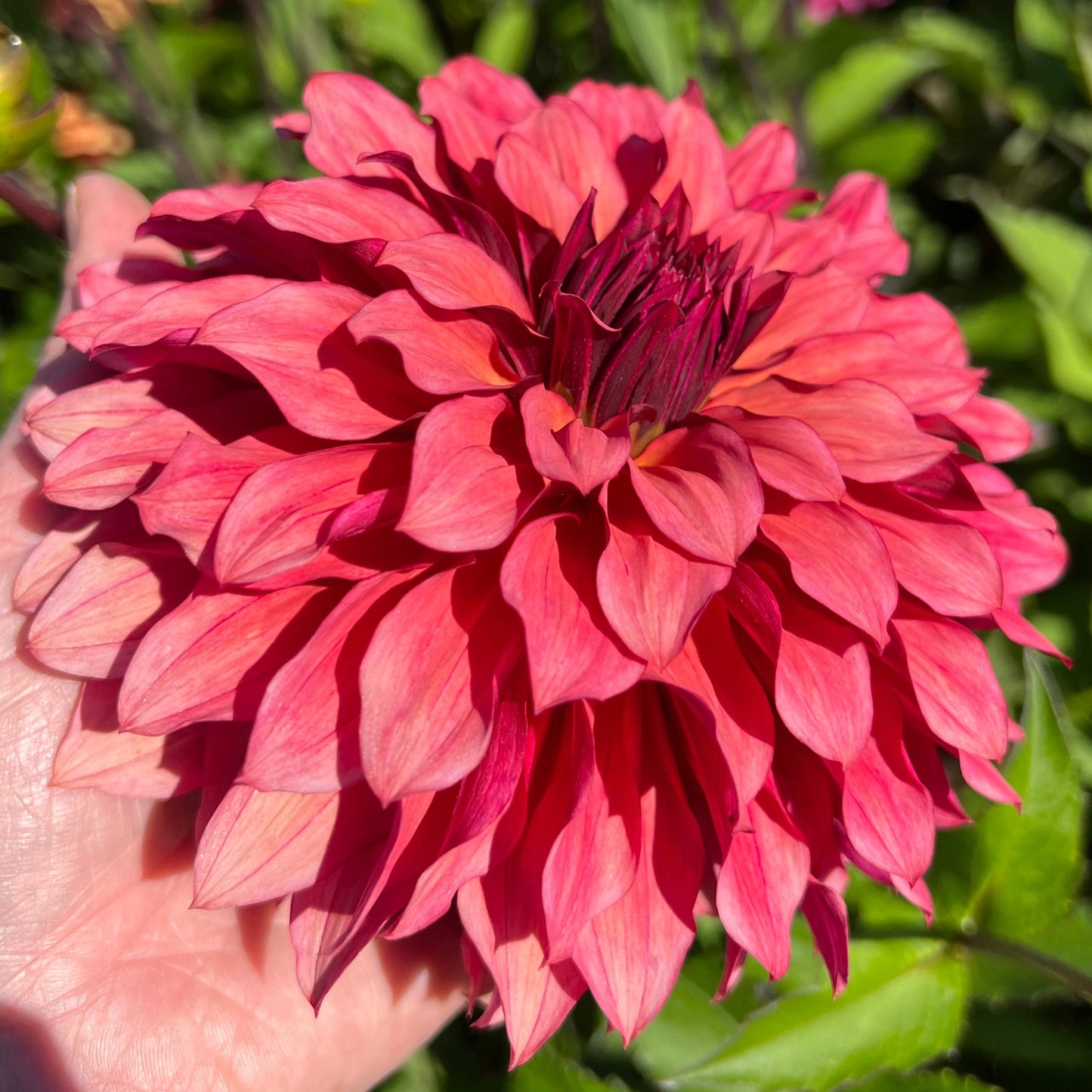 Dahlia Wild Sister LB-012