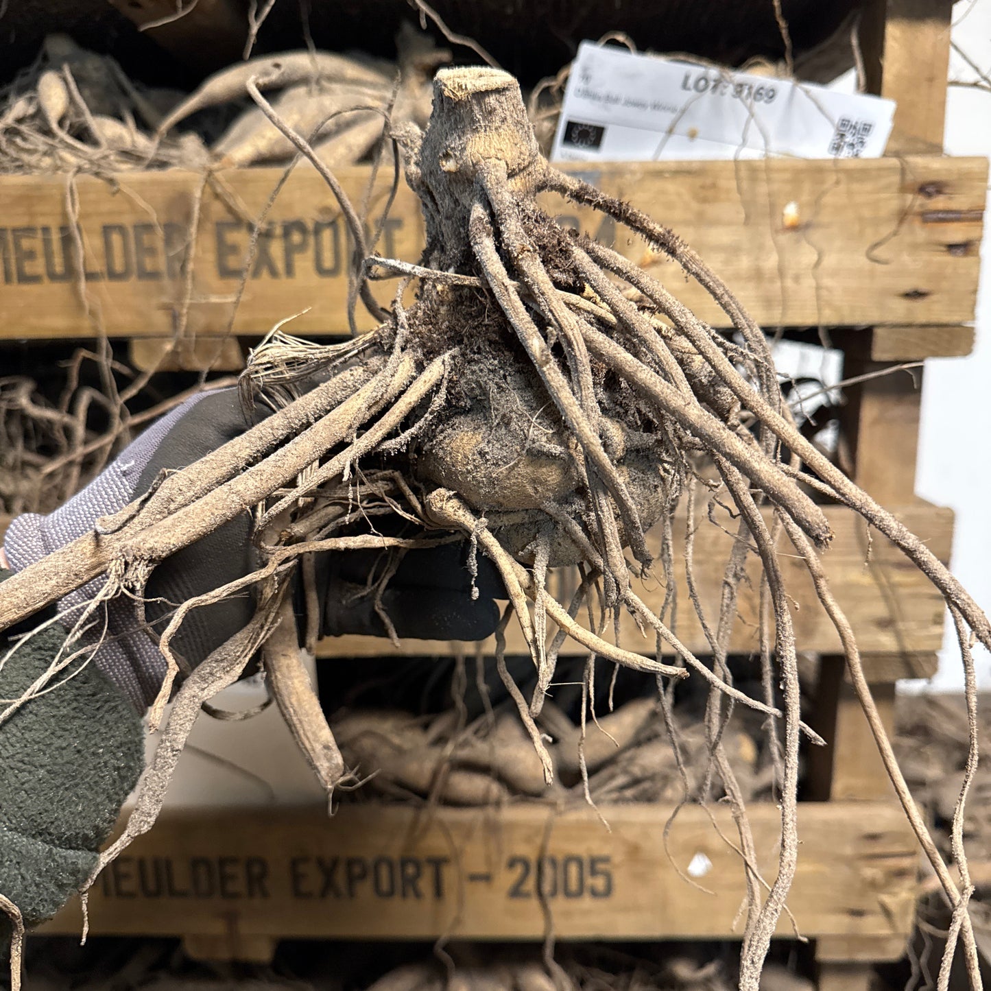 Dahlia Imperialis White