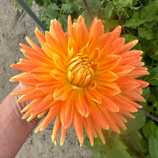 Dahlia Motto