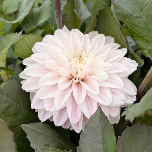 Dahlia Candlelight Ivory Flame Nyhet!