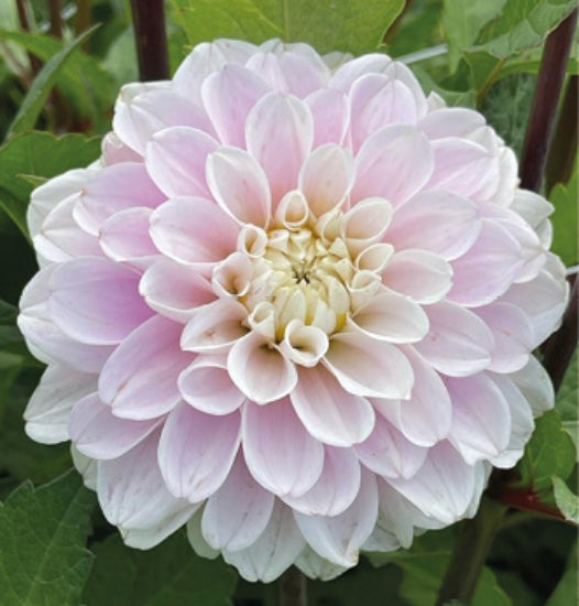Dahlia Cayen
