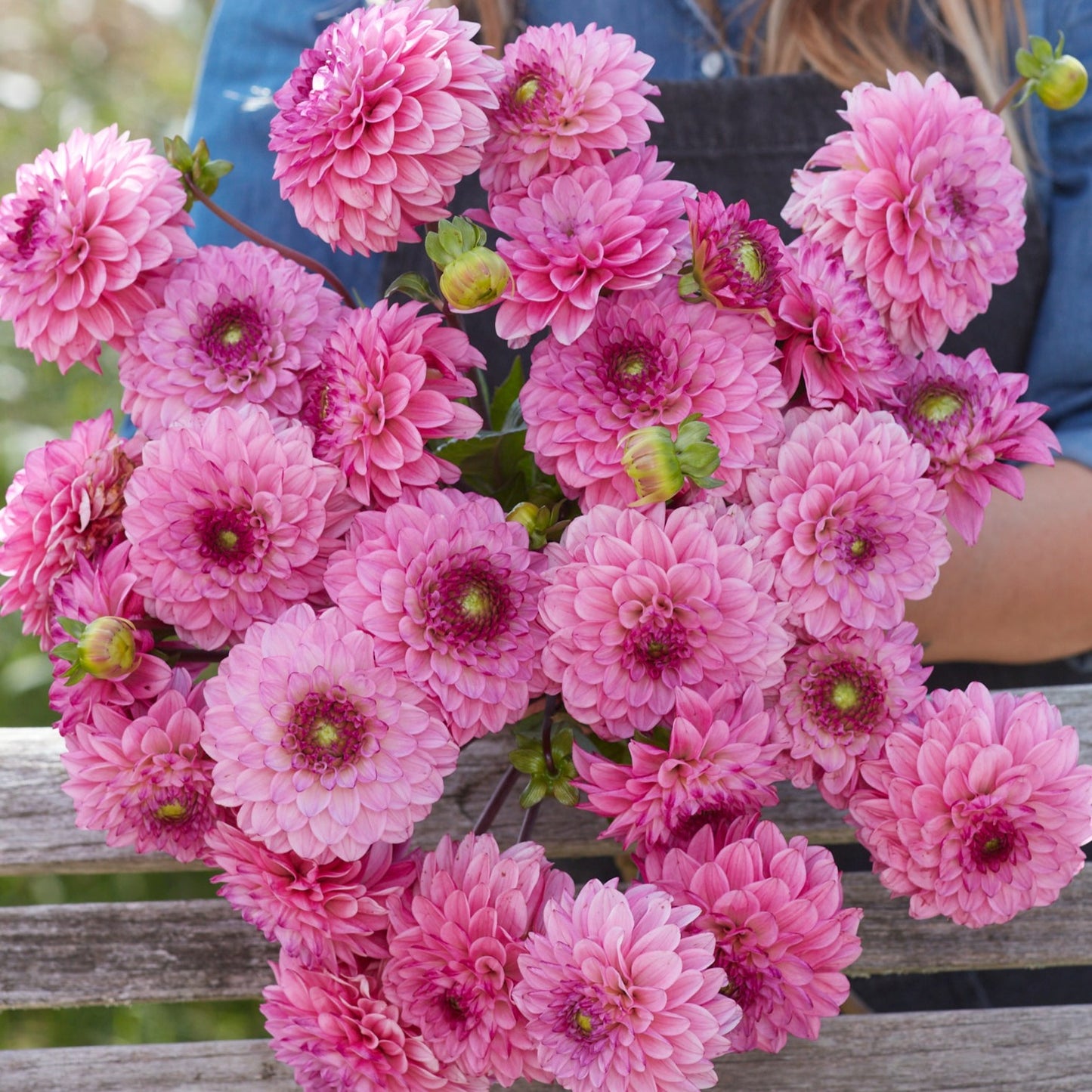 Dahlia Chicago Nyhet!