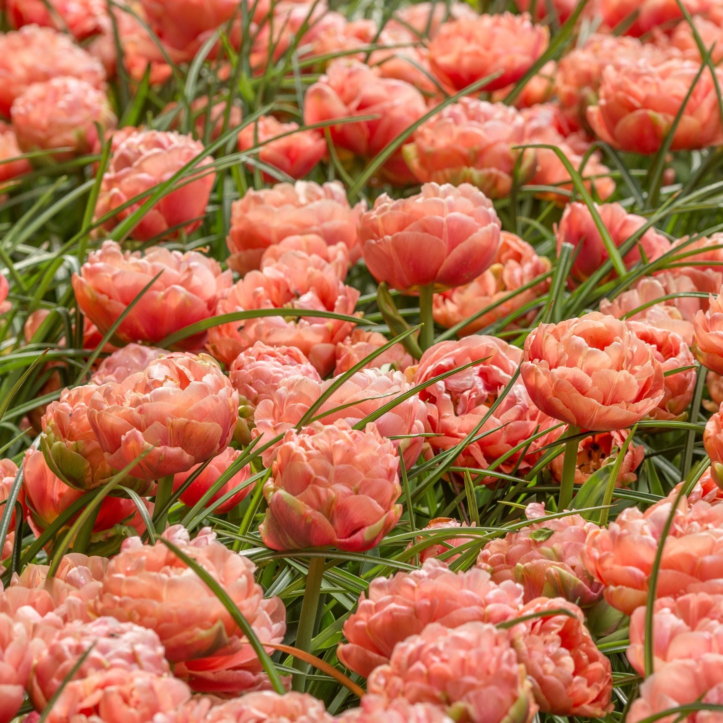 Tulpan Copper image "Sena" 7st