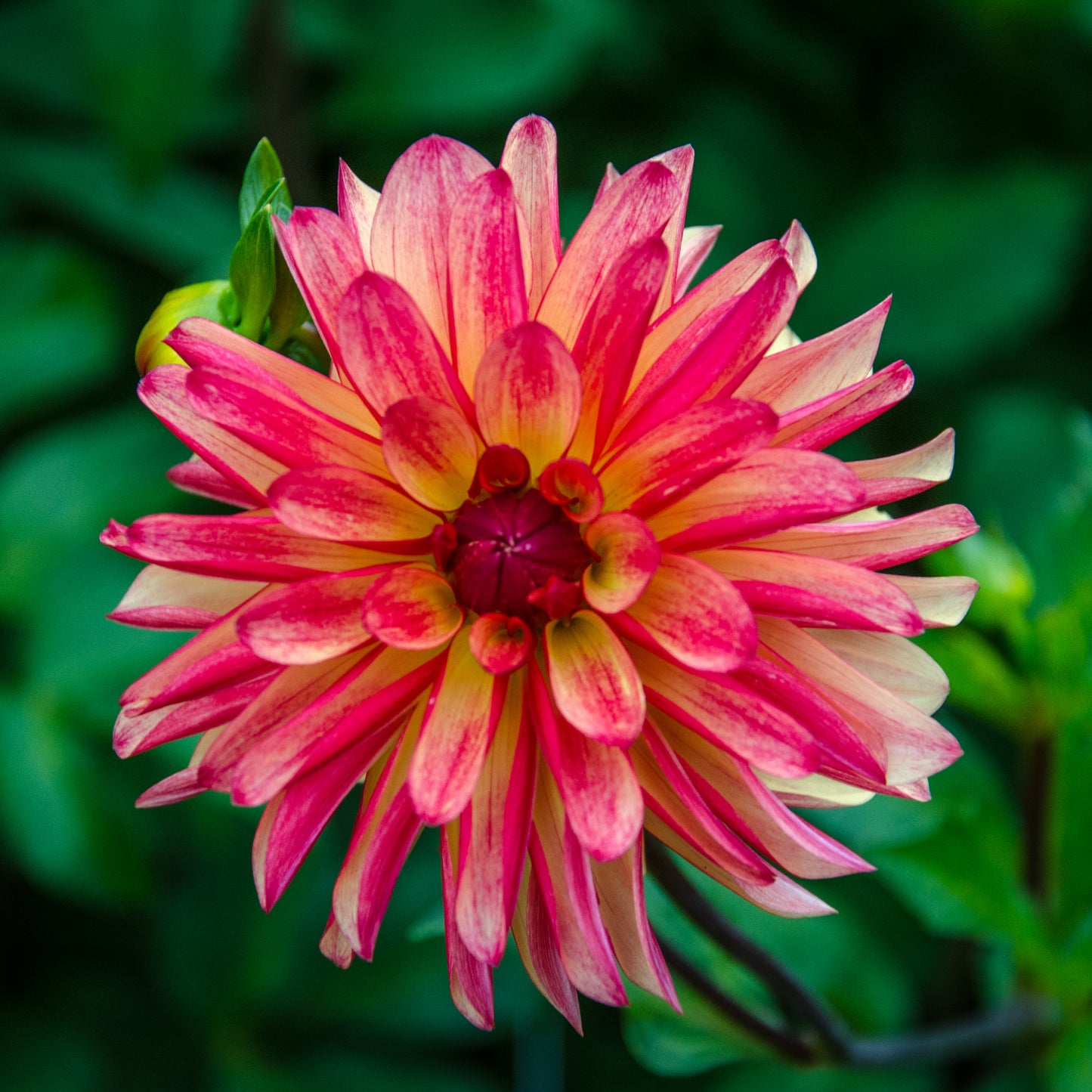 Dahlia Crazy Legs