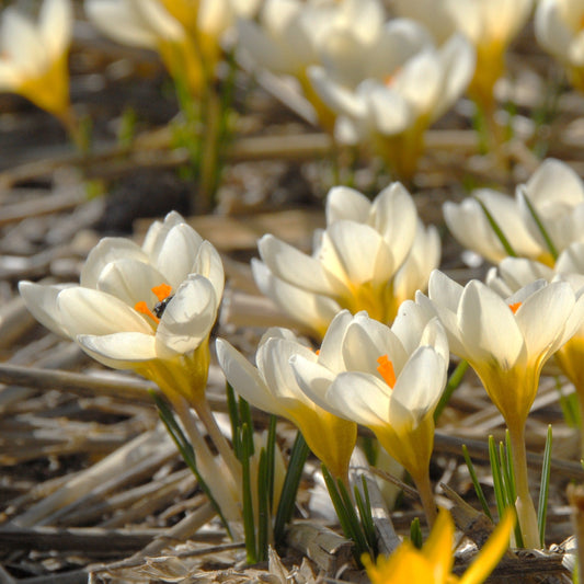Crocus Chrysanthus Cream Beauty 20st
