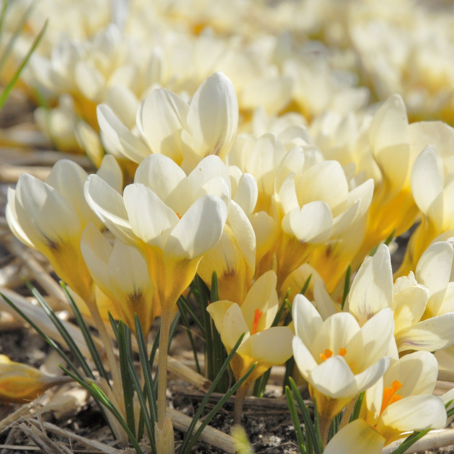 Crocus Chrysanthus Cream Beauty 20st
