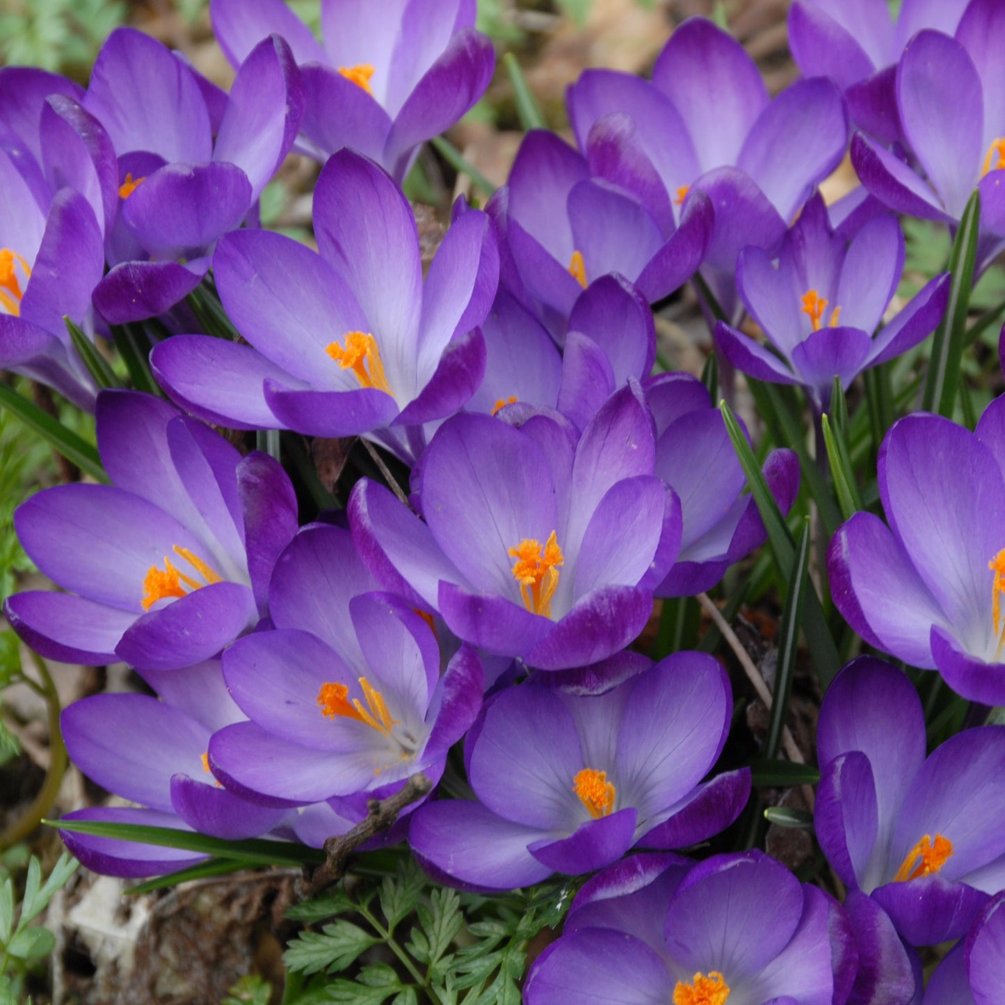 Crocus Ruby Giant Snökrokus 20st