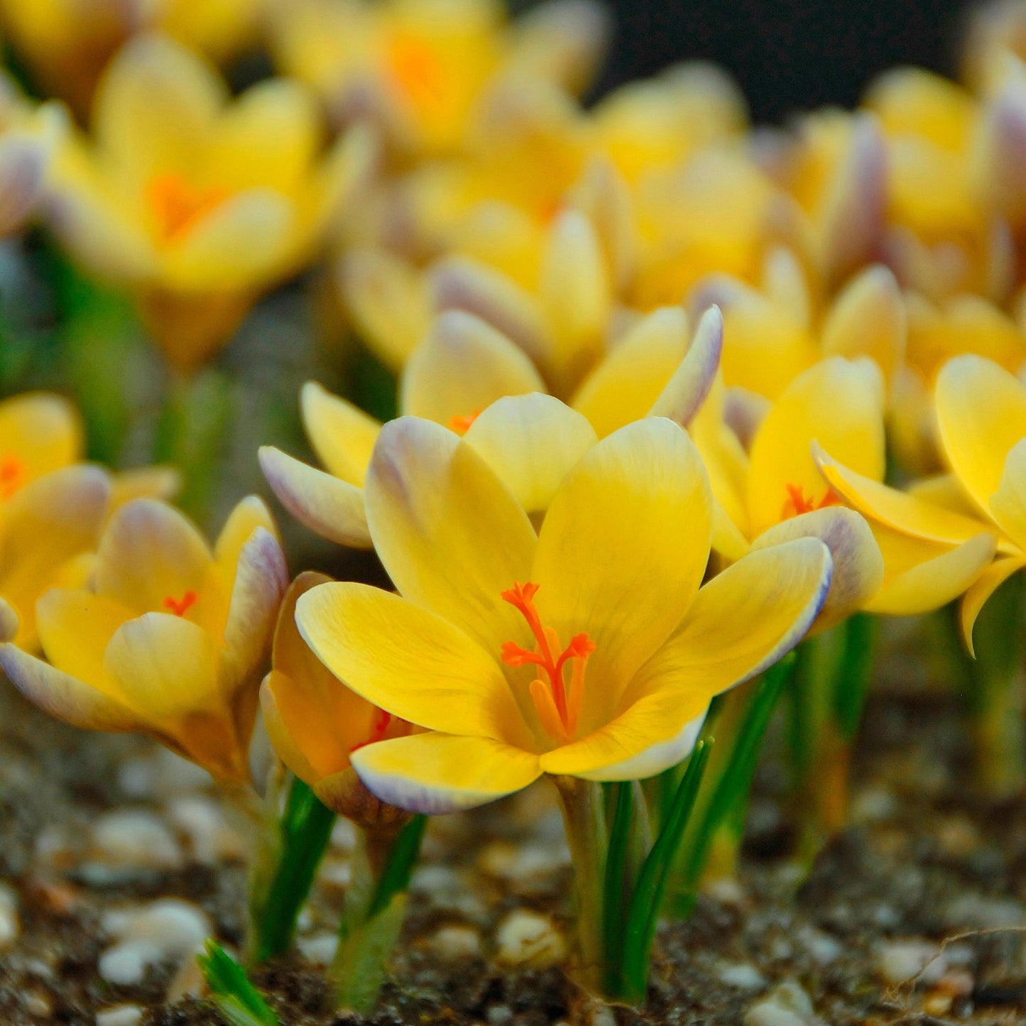 Crocus chrysanthus Advance 15st