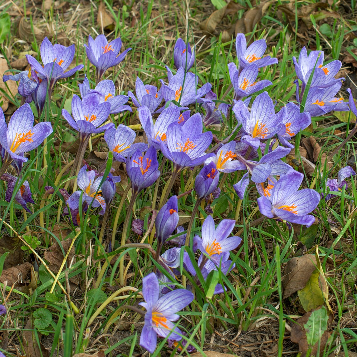 Crocus Speciosus