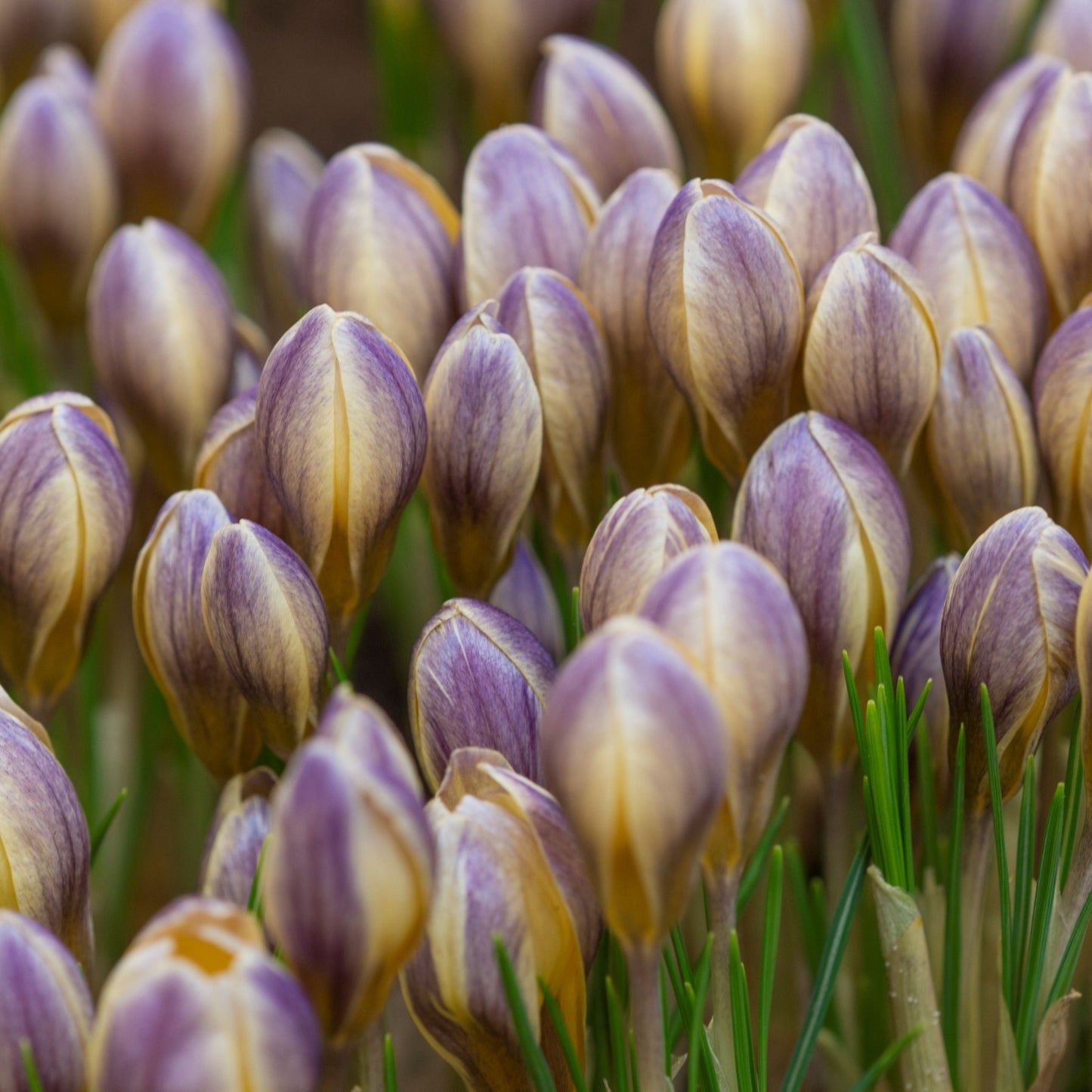 Crocus chrysanthus Advance 15st