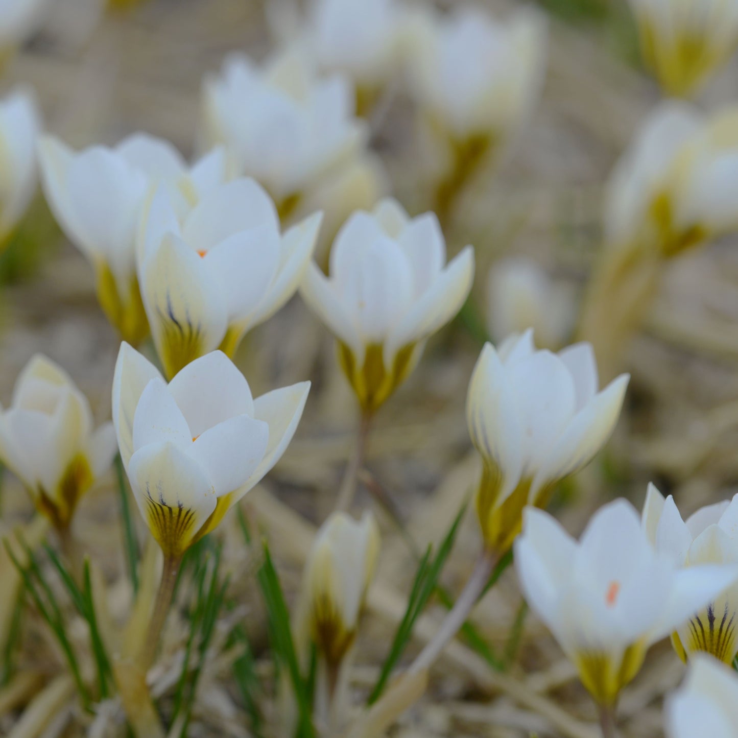 Crocus Chrysanthus Snow Bunting