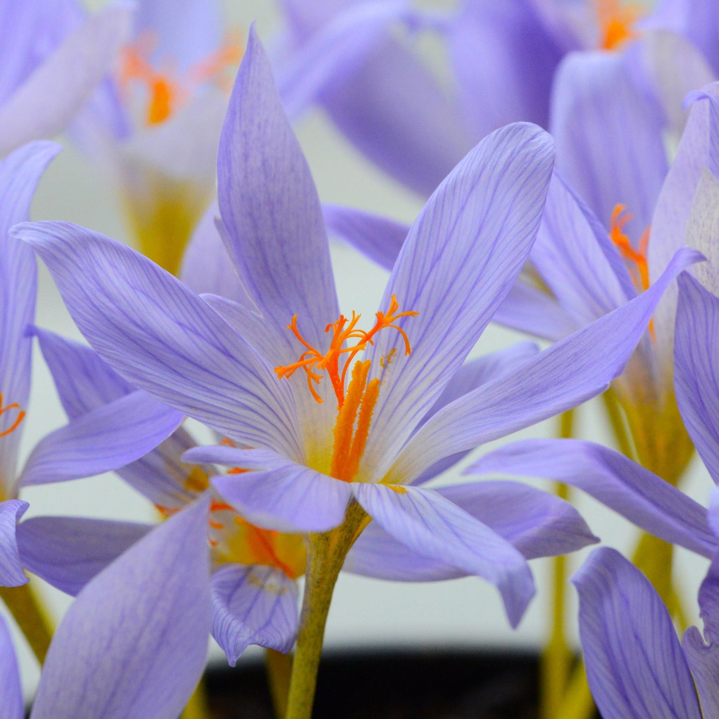 Crocus Speciosus