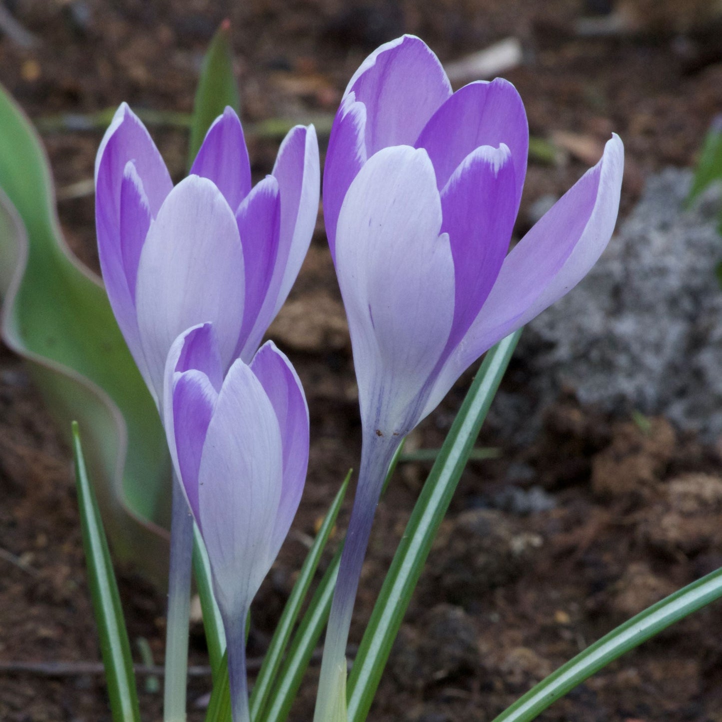 Crocus Vernus Vanguard
