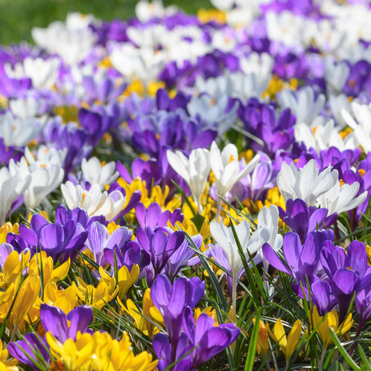 Crocus mix vernus 20st