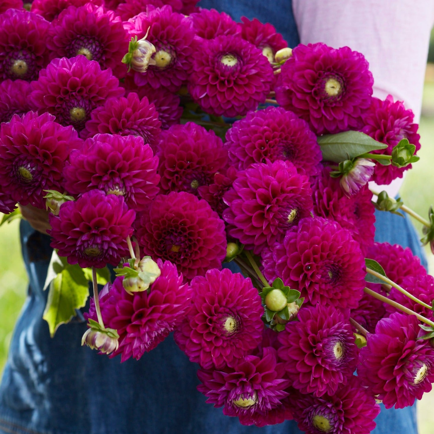 Dahlia Cryfield Harmony Nyhet! – Dahlias By Linn