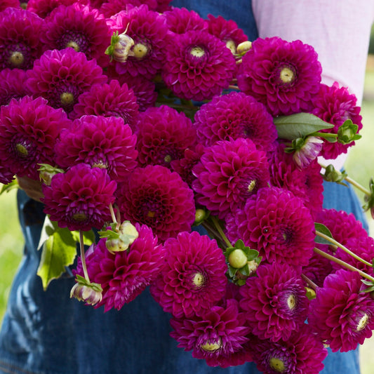 Dahlia Cryfield Harmony