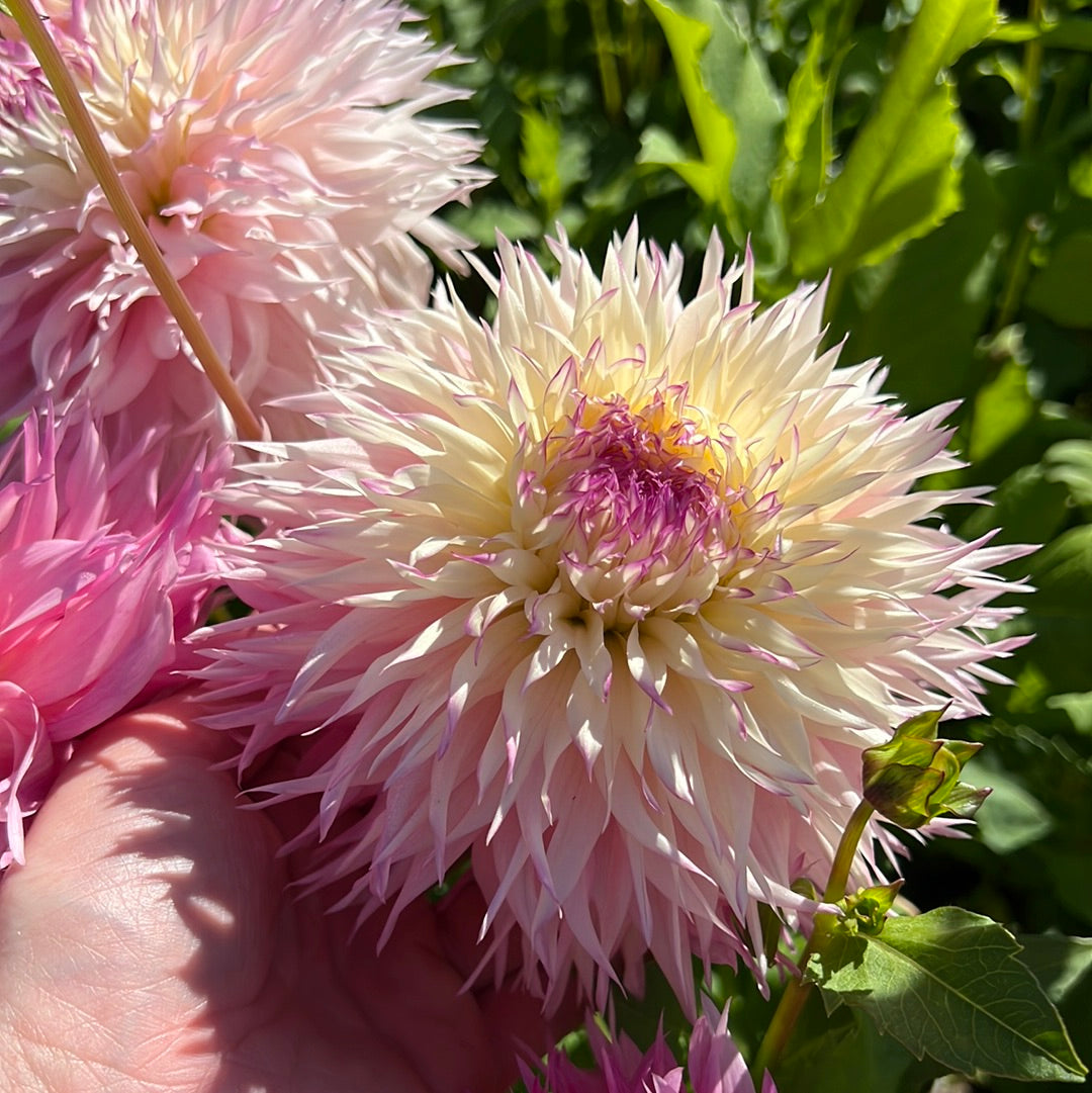 Dahlia Pinelands Princess