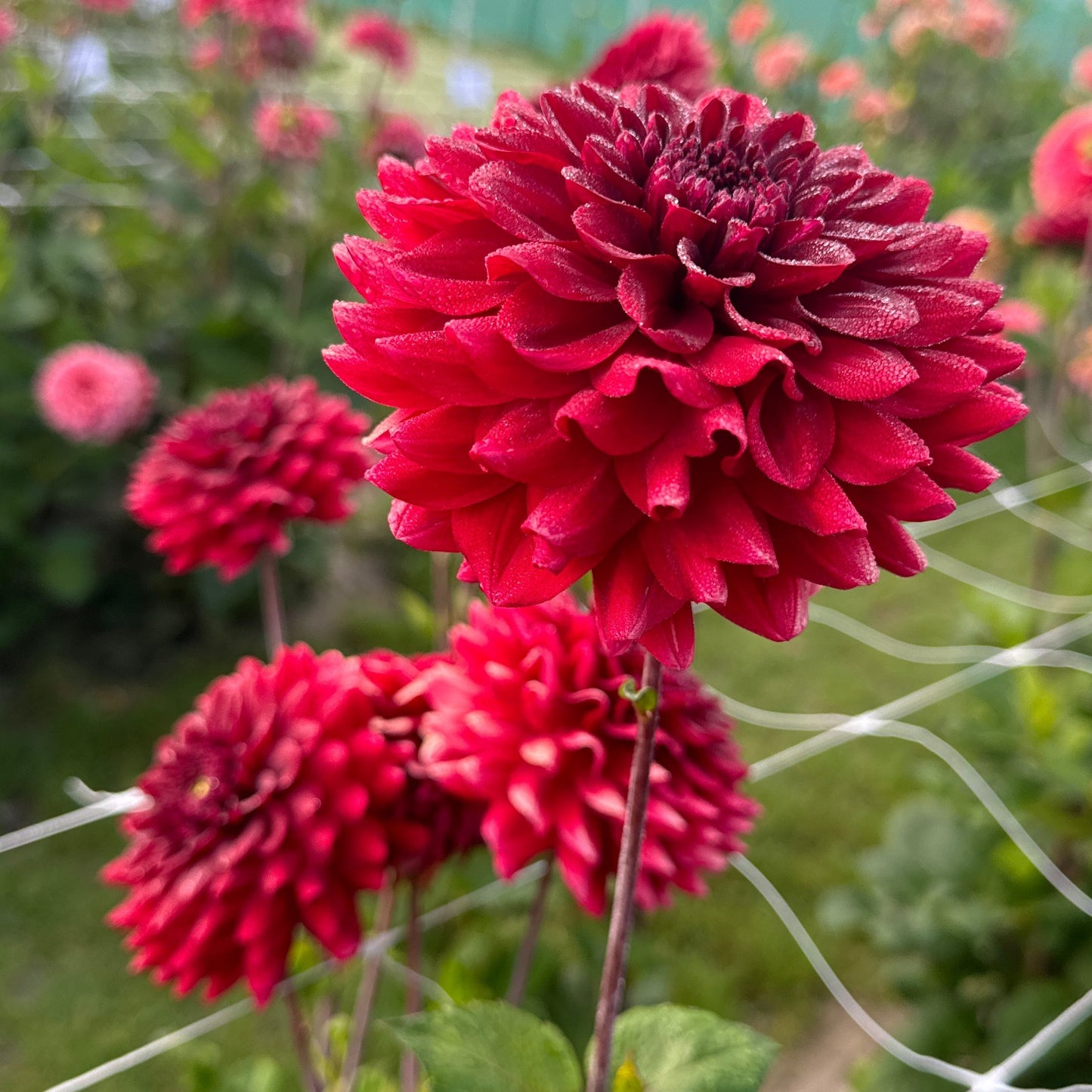 Dahlia Red Runner Nyhet!