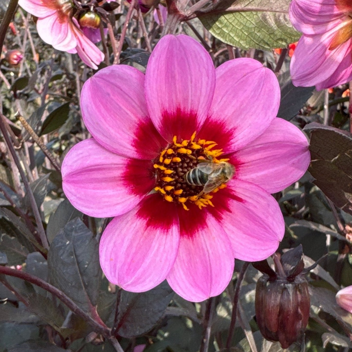 Dahlia HS Wink Nyhet!