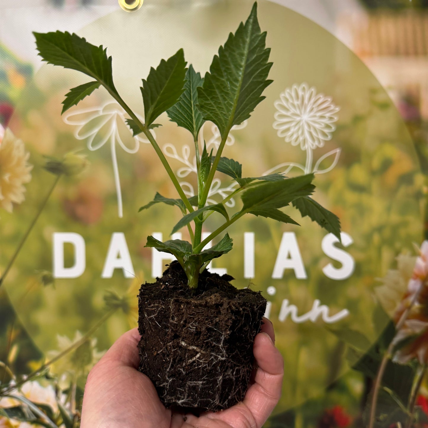 Dahlia Hapet Old Charm Svenskodlad