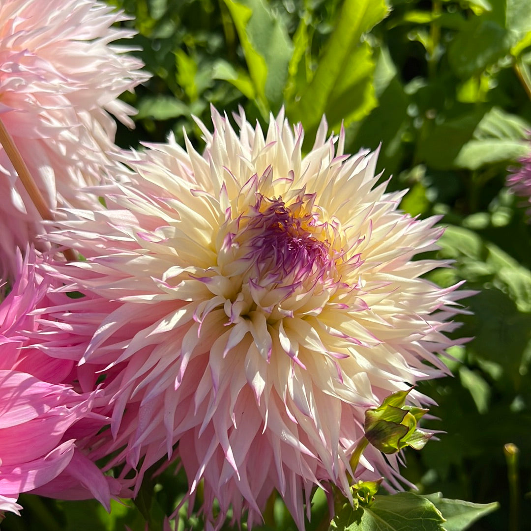 Dahlia Pinelands Princess