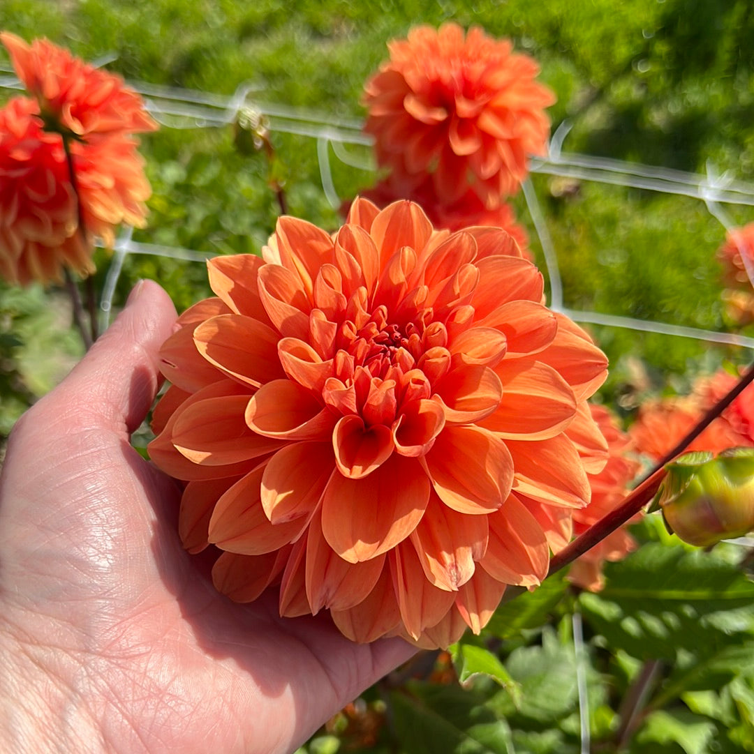 Dahlia Royal King