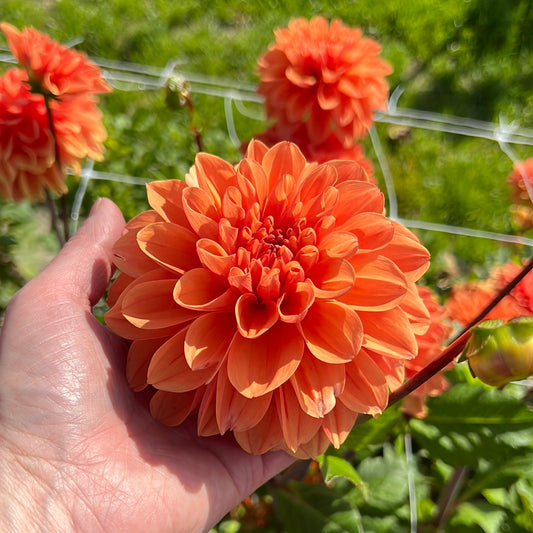 Dahlia Royal King