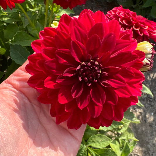 Dahlia Melody Mambo