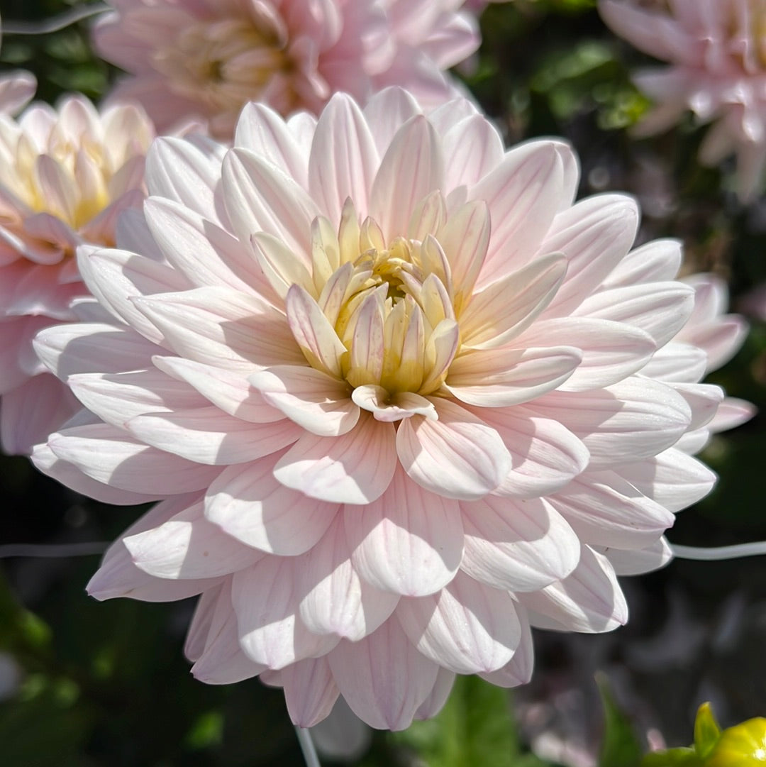 Dahlia Agnieszka´s favoriter mix 7st knölar