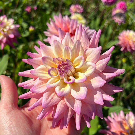 Dahlia Bahama Mama Nyhet!